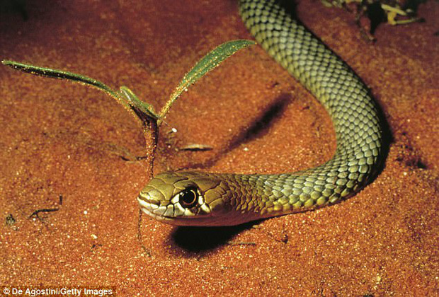 Cha mẹ thất kinh khi phát hiện 1 con rắn độc đang lởn vởn quanh chiếc nôi của con mình - Ảnh 3.