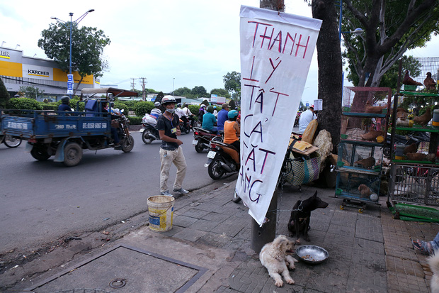 Hàng chục gian hàng gần sân bay Tân Sơn Nhất ồ ạt thanh lý chó, gà, cây cảnh, giao thông Sài Gòn hỗn loạn - Ảnh 2.