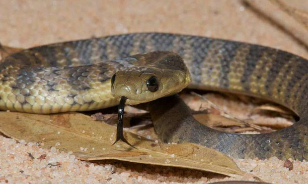 Loài rắn này sở hữu loại độc tố mạnh đến mức 10 triệu năm không cần tiến hóa - Ảnh 2.