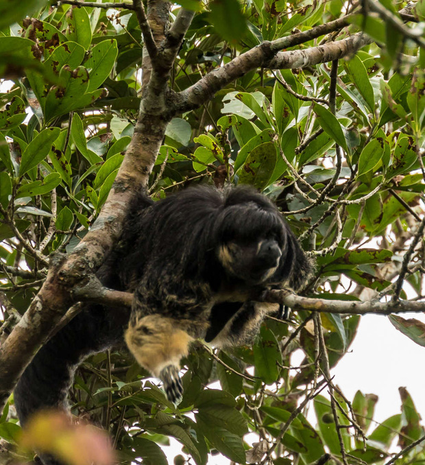 Một trong những loài vật bí ẩn nhất rừng Amazon lần đầu tiên được lên ảnh - Ảnh 3.