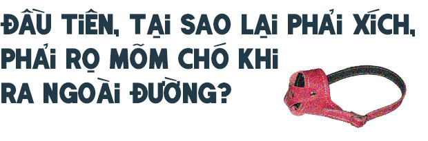 Từ vấn đề bắt nhốt chó ở TP.HCM: Hãy biết yêu thú cưng một cách văn minh và thấu hiểu! - Ảnh 3.