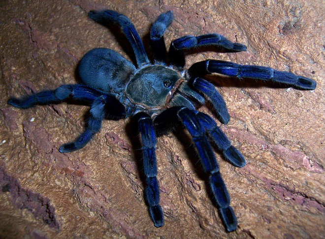 Tìm thấy loài nhện màu xanh dương ánh kim làm đau đầu các nhà khoa học - Ảnh 3.