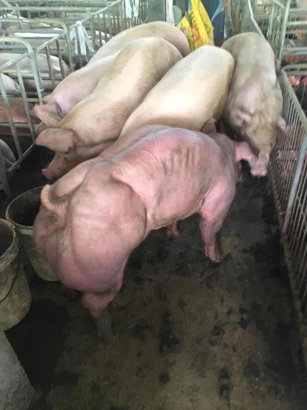 Lợn biến đổi gen cơ bắp cuồn cuộn ở Campuchia - Ảnh 3.