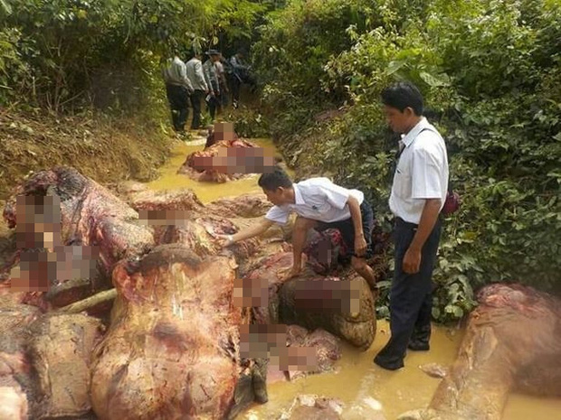 Thảm cảnh những chú voi châu Á: Hết chặt ngà đến bị lột da dã man để làm đồ trang sức - Ảnh 3.