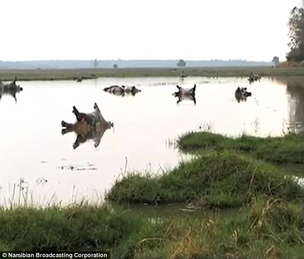 Hơn 100 con hà mã đồng loạt rủ nhau chết ngã ngửa trên đầm lầy, nguyên nhân vẫn chưa rõ - Ảnh 3.