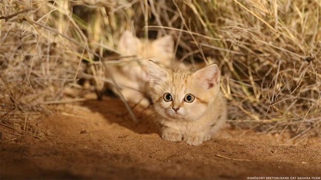 Giống mèo mini mới được ghi hình lần đầu tiên tại sa mạc - Ảnh 4.