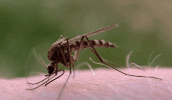 Cách bay ngược đời của muỗi khiến chúng trở nên cực kỳ đáng sợ - Ảnh 3.