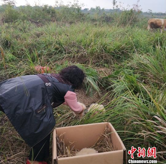 Nhặt được sinh vật lạ “đầu khỉ thân chim”, cả làng xôn xao tranh cãi không xác định nổi đó là con gì - Ảnh 3.