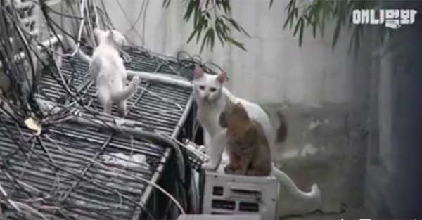 Đi khắp nơi xin đồ ăn cho cả xóm, cô mèo Hàn Quốc được mệnh danh tốt bụng nhất thế giới - Ảnh 3.