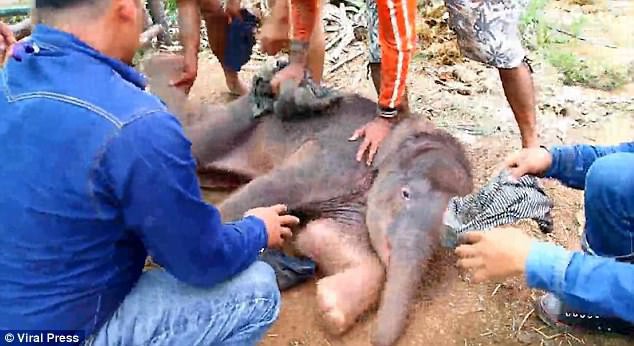 Kinh hoàng cảnh tượng voi mẹ giẫm đạp không thương tiếc voi con mới sinh - Ảnh 2.