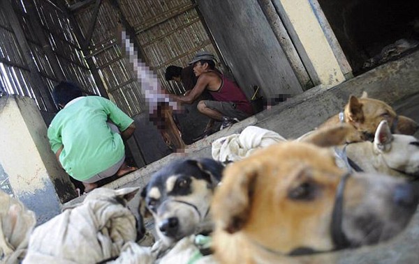 Khung cảnh man rợ trong khu trại thịt chó như địa ngục trần gian tại Indonesia - Ảnh 4.