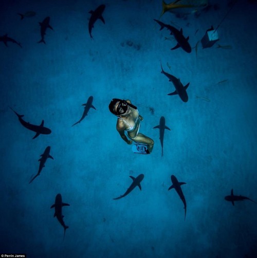 Ai cũng ghê sợ cá mập, còn ‘cô gái đại dương’ này đã bầu bạn với chúng từ năm 12 tuổi - Ảnh 4.
