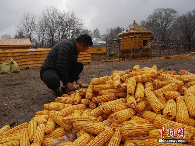 Trung Quốc: Nông dân xây nhà và nông trại từ 20.000 bắp ngô để thu hút khách du lịch - Ảnh 3.