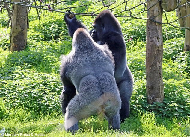 Bạn muốn thấy một trận đấu quyền anh vô cùng hồi hộp và đầy kịch tính giữa hai chú khỉ đột? Đó chính là hình ảnh bạn đang tìm kiếm. Hãy xem chúng chạy nhảy, tấn công và phòng thủ như một võ sĩ thực thụ.