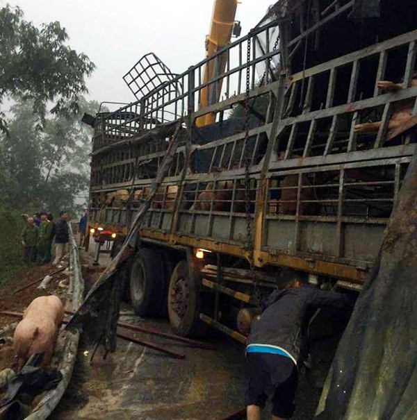 Thực hư thông tin xe chở lợn bị lật, người dân thi nhau hôi của, tài xế van xin còn bị... đánh - Ảnh 3.