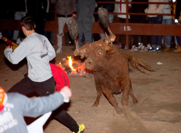 Số phận đau thương những chú bò trong lễ hội Tây Ban Nha: Sừng bị thiêu rụi, quằn quại trong lửa - Ảnh 3.