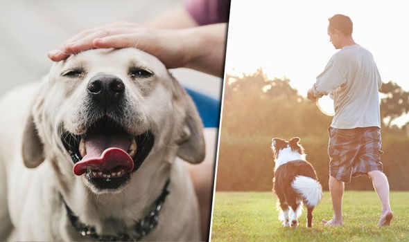 Nghiên cứu quy mô 3 triệu người đã xác nhận một lợi ích tuyệt vời khi nuôi chó - Ảnh 3.