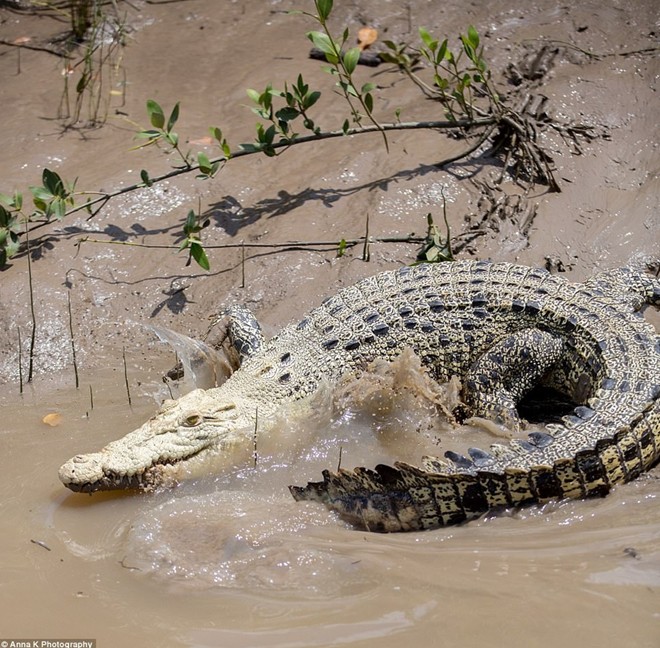  Tìm thấy cá thể cá sấu trắng cực hiếm tại Úc  - Ảnh 3.