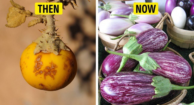Tổ tiên của các loại rau quả mà ta vẫn ăn ngày nay trông như thế nào? - Ảnh 3.