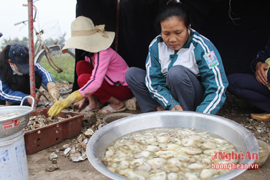 Nhộn nhịp mùa thu hoạch thần dược cho quý ông - Ảnh 7.