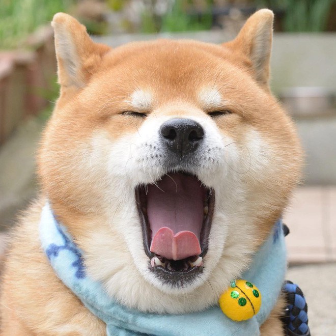 Chú chó Shiba Inu đẹp trai, vui tính được mệnh danh thánh biểu cảm của Nhật Bản - Ảnh 21.