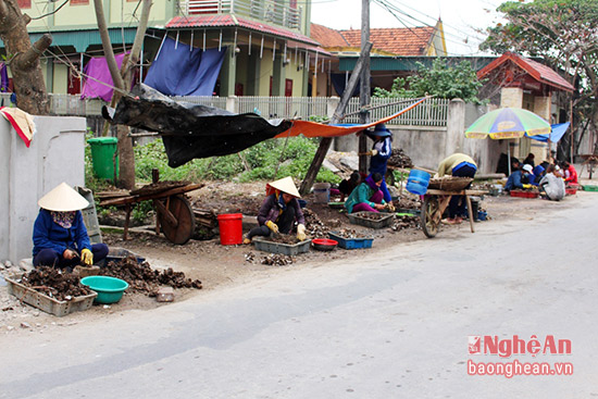 Nhộn nhịp mùa thu hoạch thần dược cho quý ông - Ảnh 8.