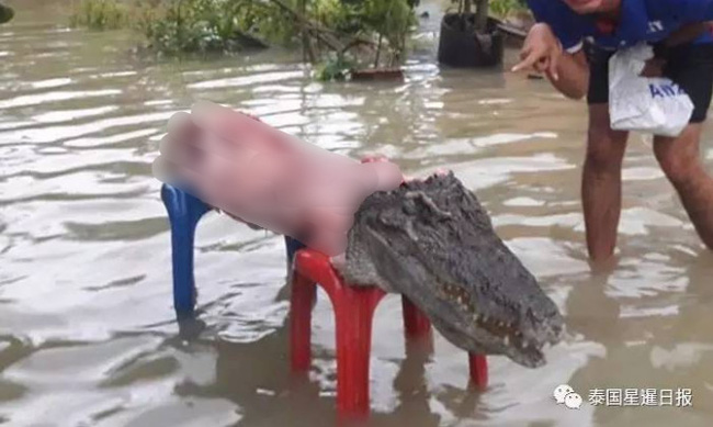 Thái Lan: Mặc kệ mưa lũ, người dân vô tư xẻ thịt cá sấu sổng chuồng giữa dòng nước - Ảnh 4.