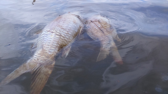Cá chết bất thường trên sông Bàn Thạch - Ảnh 4.