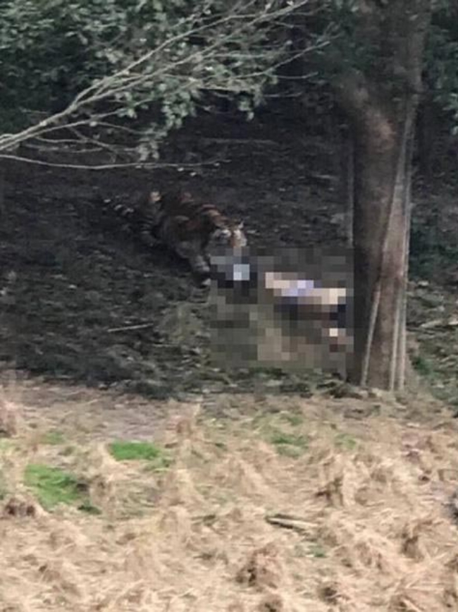 Trung Quốc: Cả gia đình hồn nhiên tản bộ giữa khu vực công viên từng có hổ vồ chết người - Ảnh 4.