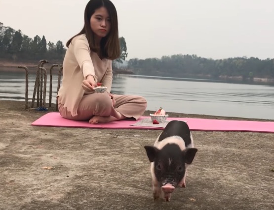 Thánh ăn vụng dùng bình chữa cháy làm kem dâu khi đi picnic cùng... lợn - Ảnh 5.