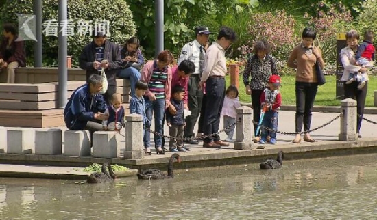 Hết vùi hoa dập liễu, du khách Trung Quốc lại hồn nhiên trộm trứng thiên nga - Ảnh 4.