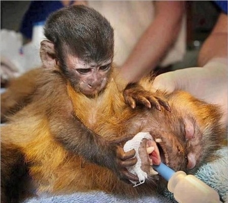 Cái kết bất ngờ đằng sau bức ảnh khỉ mẹ ôm xác con gào khóc - Ảnh 1.