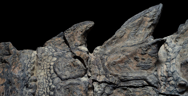 Phát hiện một hóa thạch khủng long được bảo quản đặc biệt tốt ở Alberta, trông giống hệt như đang còn sống - Ảnh 4.