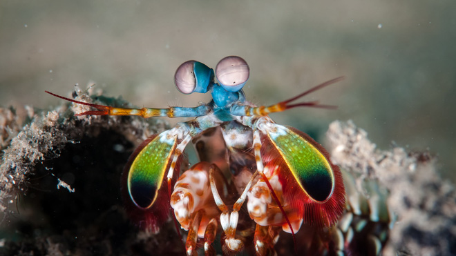 Dài 10cm và sống dưới đại dương, sinh vật này có thể thay đổi cả thế giới - Ảnh 3.