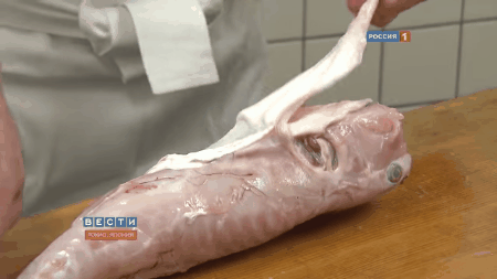 Hành trình gian nan để các bếp trưởng Nhật Bản được phép chế biến cá nóc - một trong những loài cá độc nhất thế giới - Ảnh 4.