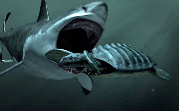 Thứ gì đã giết chết đại cá mập Megalodon? Cuối cùng khoa học cũng giải đáp được - Ảnh 4.