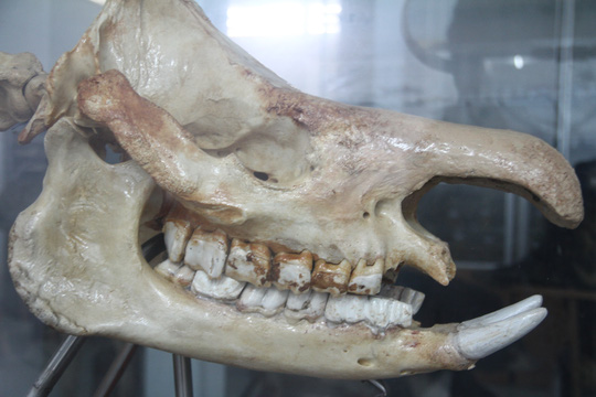 Chiêm ngưỡng bộ xương tê giác Java cuối cùng của Việt Nam - Ảnh 3.