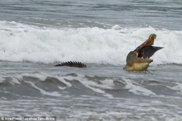 Chuyện lạ: Cá sấu đói ăn đâm làm liều, mò ra tận biển để săn thịt cá đuối - Ảnh 3.