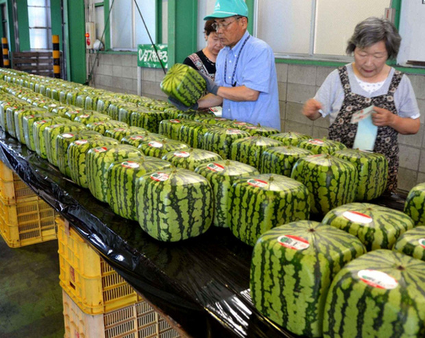 Đây mới là lý do thật sự khiến người Nhật Bản trồng dưa hấu vuông - Ảnh 3.