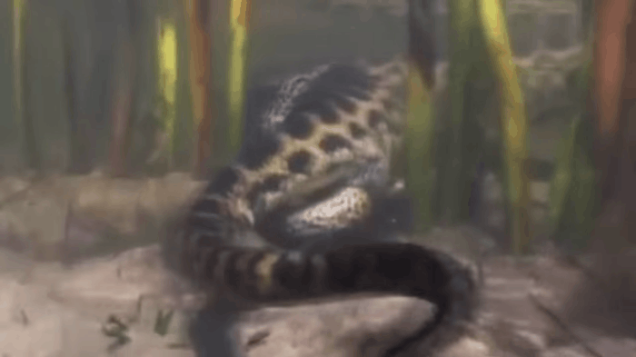 Cận cảnh trăn Anaconda - quái vật Nam Mỹ đẻ con khiến ai xem cũng rùng mình - Ảnh 4.