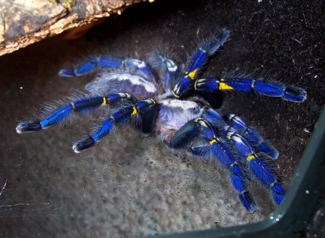 Tìm thấy loài nhện màu xanh dương ánh kim làm đau đầu các nhà khoa học - Ảnh 4.