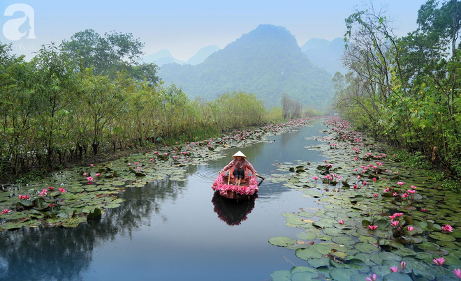  Đâu chỉ có lá vàng, thu Hà Nội còn là mùa nước nở hoa tím, đẹp lịm tim thế này - Ảnh 4.