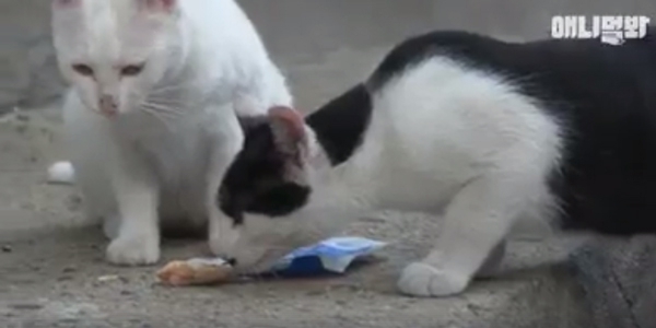 Đi khắp nơi xin đồ ăn cho cả xóm, cô mèo Hàn Quốc được mệnh danh tốt bụng nhất thế giới - Ảnh 4.