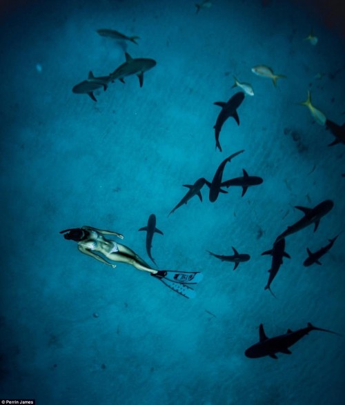 Ai cũng ghê sợ cá mập, còn ‘cô gái đại dương’ này đã bầu bạn với chúng từ năm 12 tuổi - Ảnh 5.