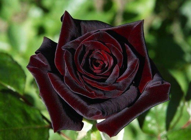 Xôn xao loài hoa hồng đen cực quý hiếm, chỉ trồng được ở duy nhất ...