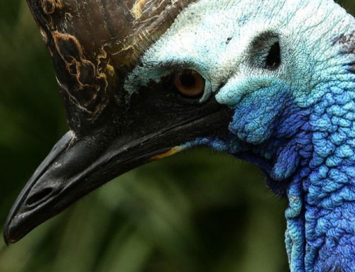 Cận cảnh loài chim nguy hiểm nhất thế giới được ghi trong kỷ lục Guinness - Ảnh 4.