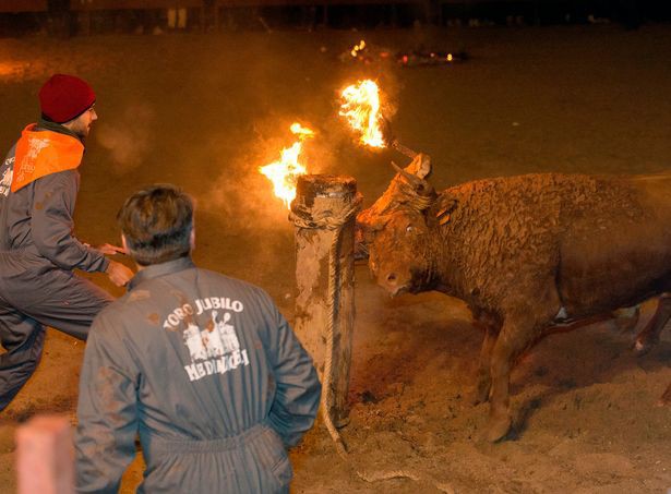 Số phận đau thương những chú bò trong lễ hội Tây Ban Nha: Sừng bị thiêu rụi, quằn quại trong lửa - Ảnh 4.