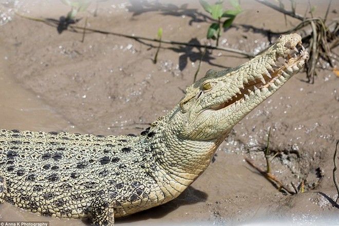  Tìm thấy cá thể cá sấu trắng cực hiếm tại Úc  - Ảnh 4.
