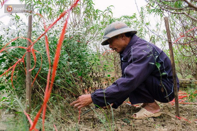  Đằng sau những gánh cúc họa mi trên phố Hà Nội là nỗi niềm của người nông dân Nhật Tân: Không còn sức nữa, phải bỏ hoa về nhà!  - Ảnh 4.