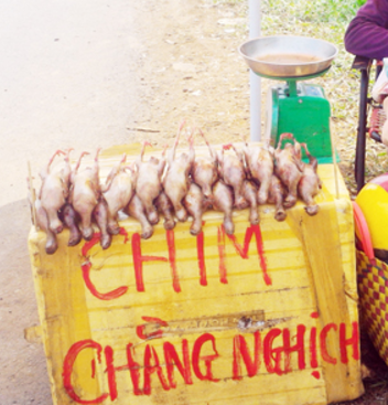 Những cánh chim trời thất thủ - Ảnh 3.